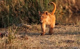 Foxy Crocodile Bush Lodge & Kruger Safaris